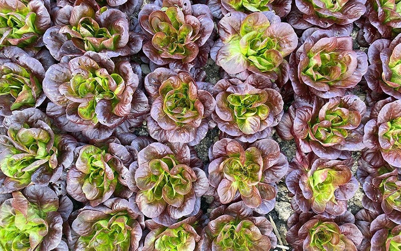 organic lettuce from the Eversfield Organic Market Garden