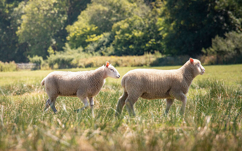 Don't Follow The Flock