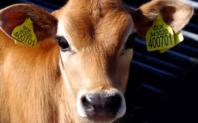 Why Choose Organic Milk?