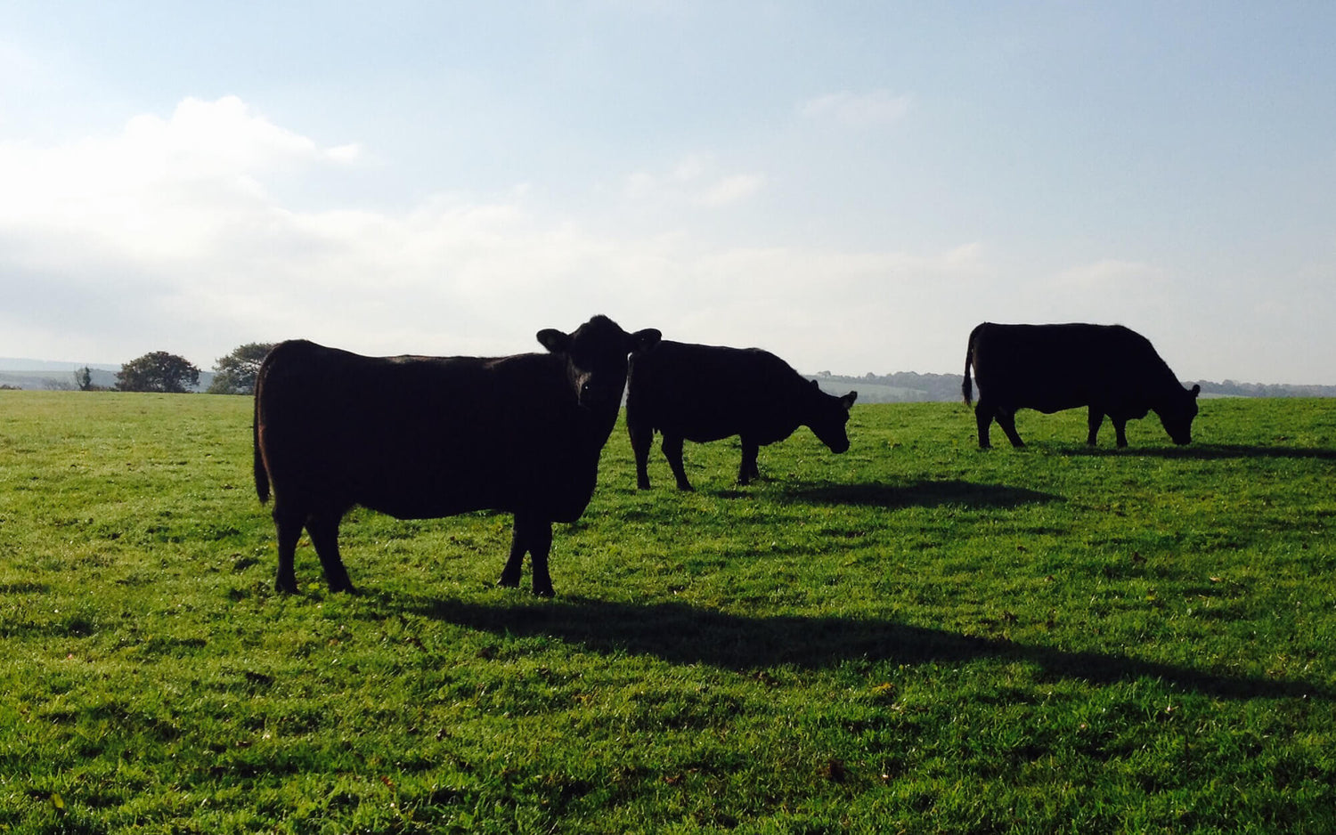 How Pasture Fed Can Save Floods