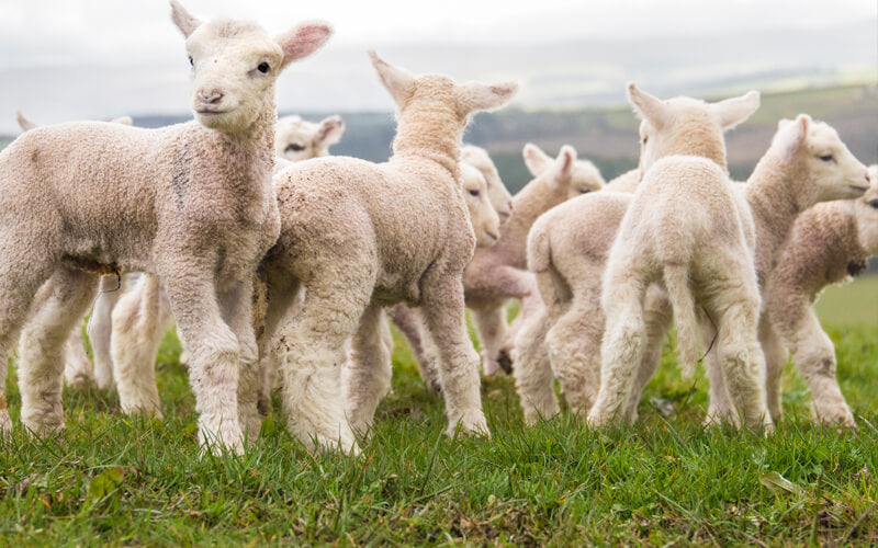 organic spring lamb easter