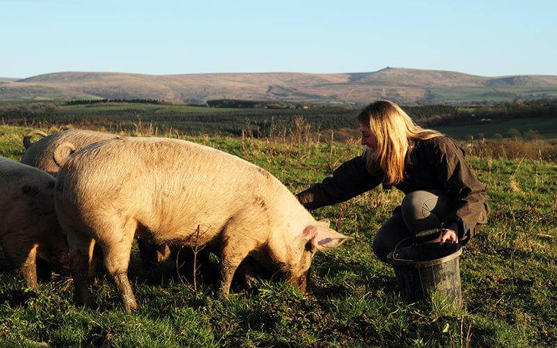 The Welfare Differences Between Outdoor Bred Pigs and Organic Pigs