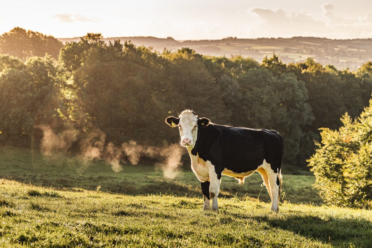 The Decline of British Abattoirs: Why It Matters for Farmers, Animals & the Organic Promise