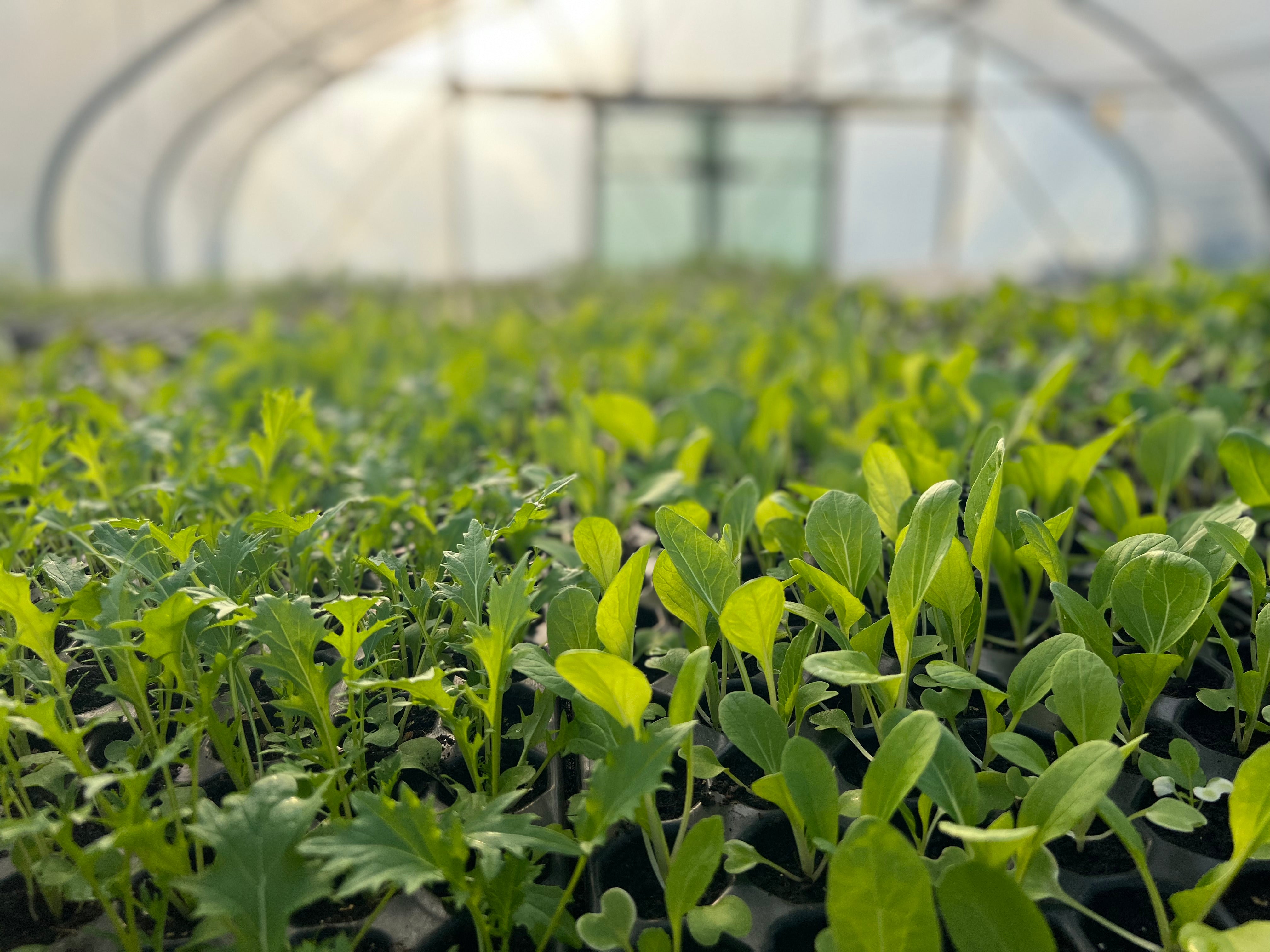 what vegetables to plant in June