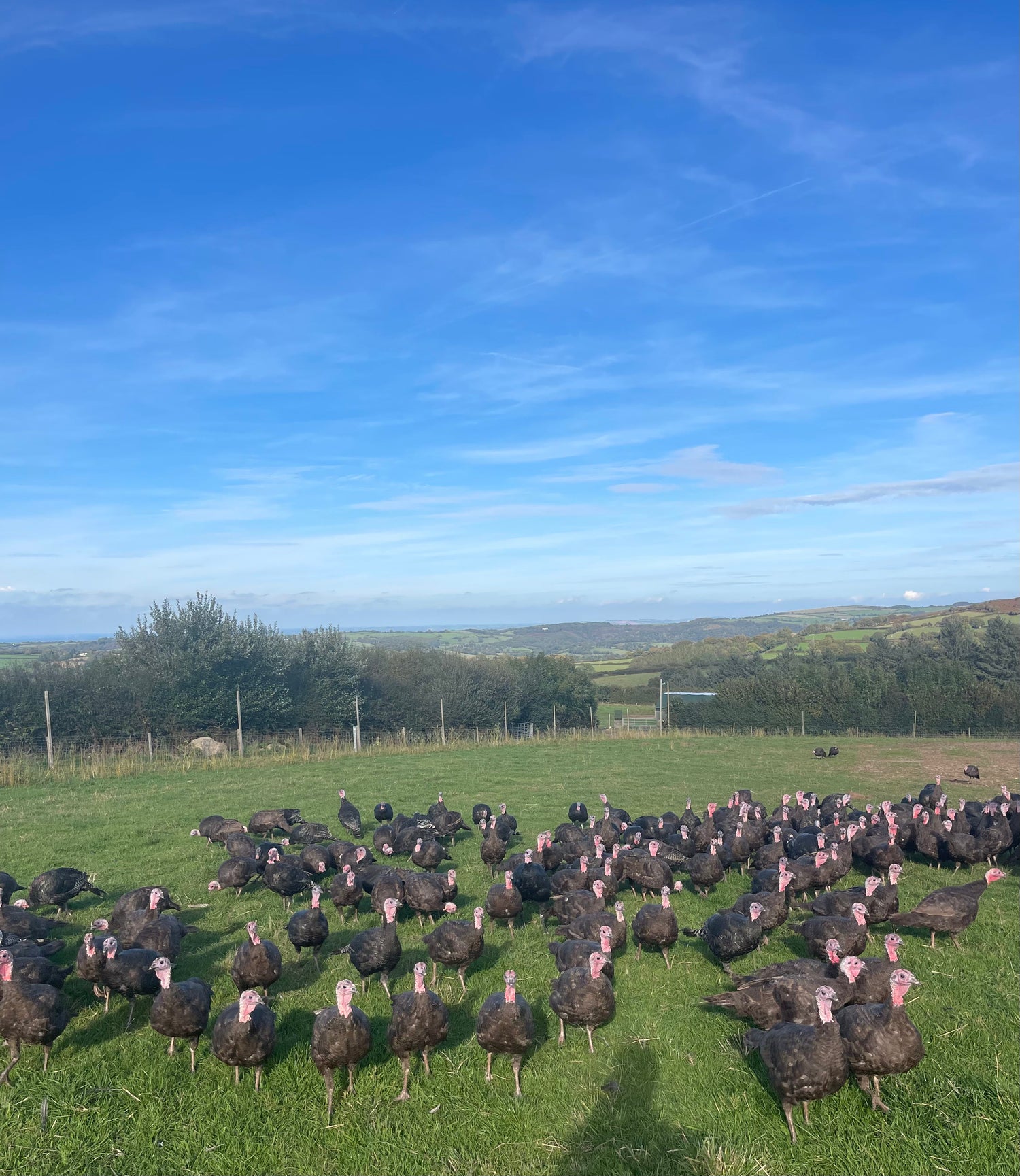 Visiting Frenchbeer Farm: Where Our Organic Turkeys Thrive
