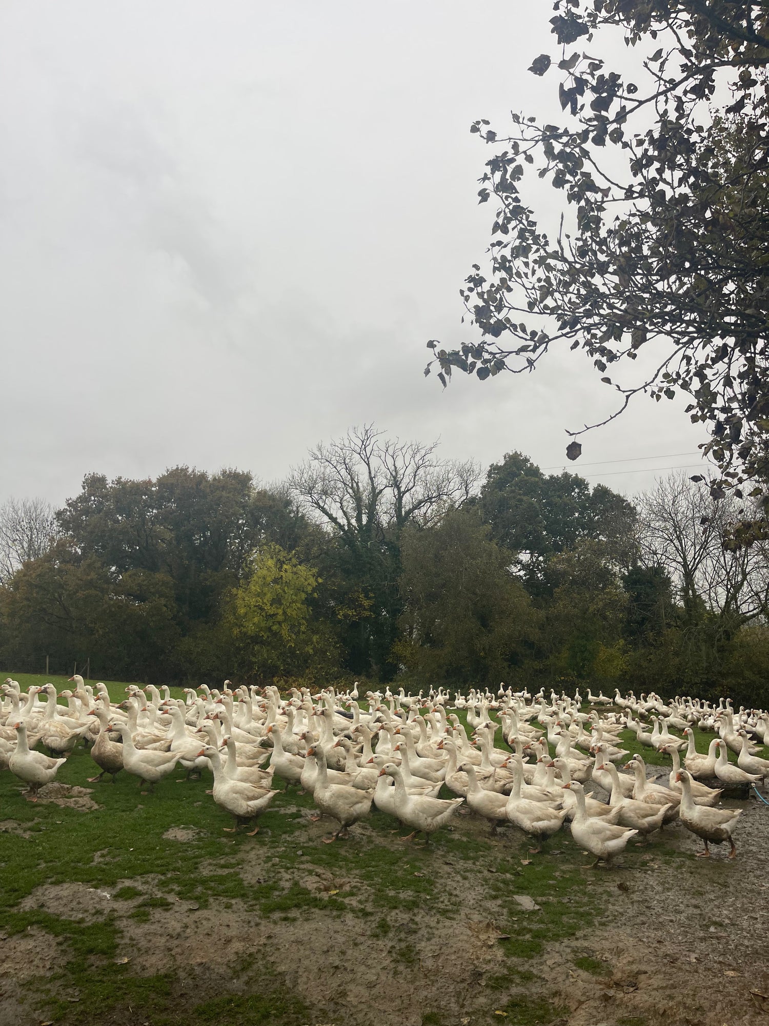 How Global Warming Is Affecting Organic Livestock Farming