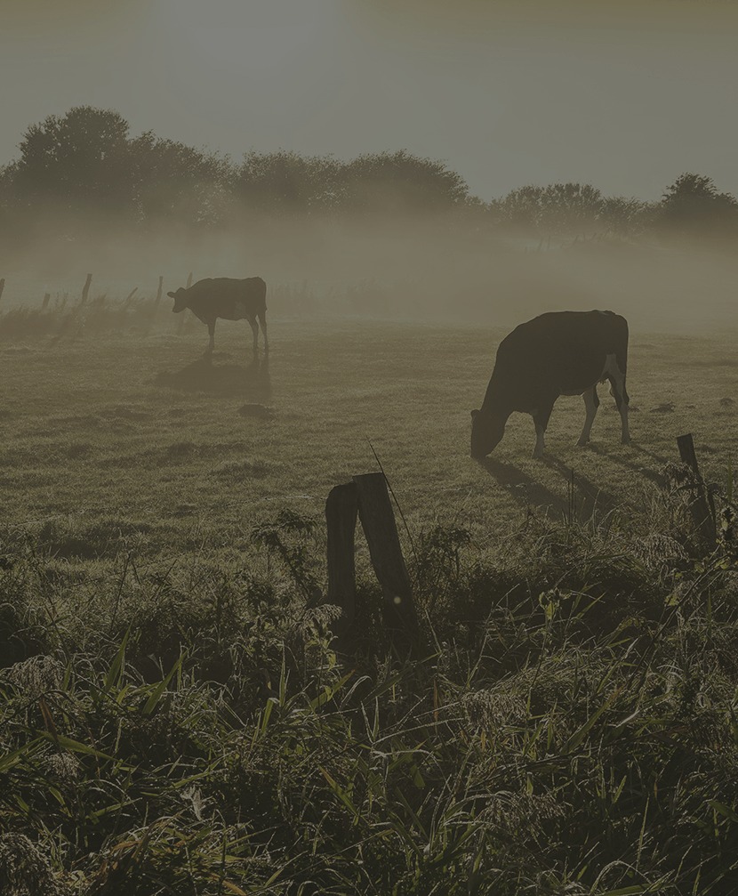 What's Causing A Softer Consumer Demand For Beef?