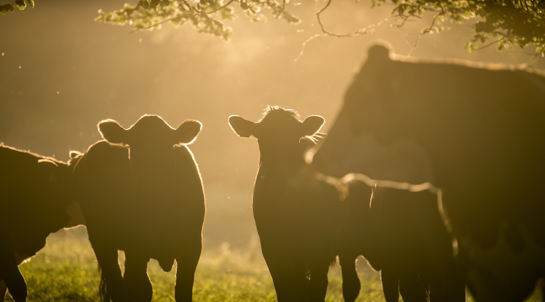 Turning Black Friday GREEN with Farms For City Children
