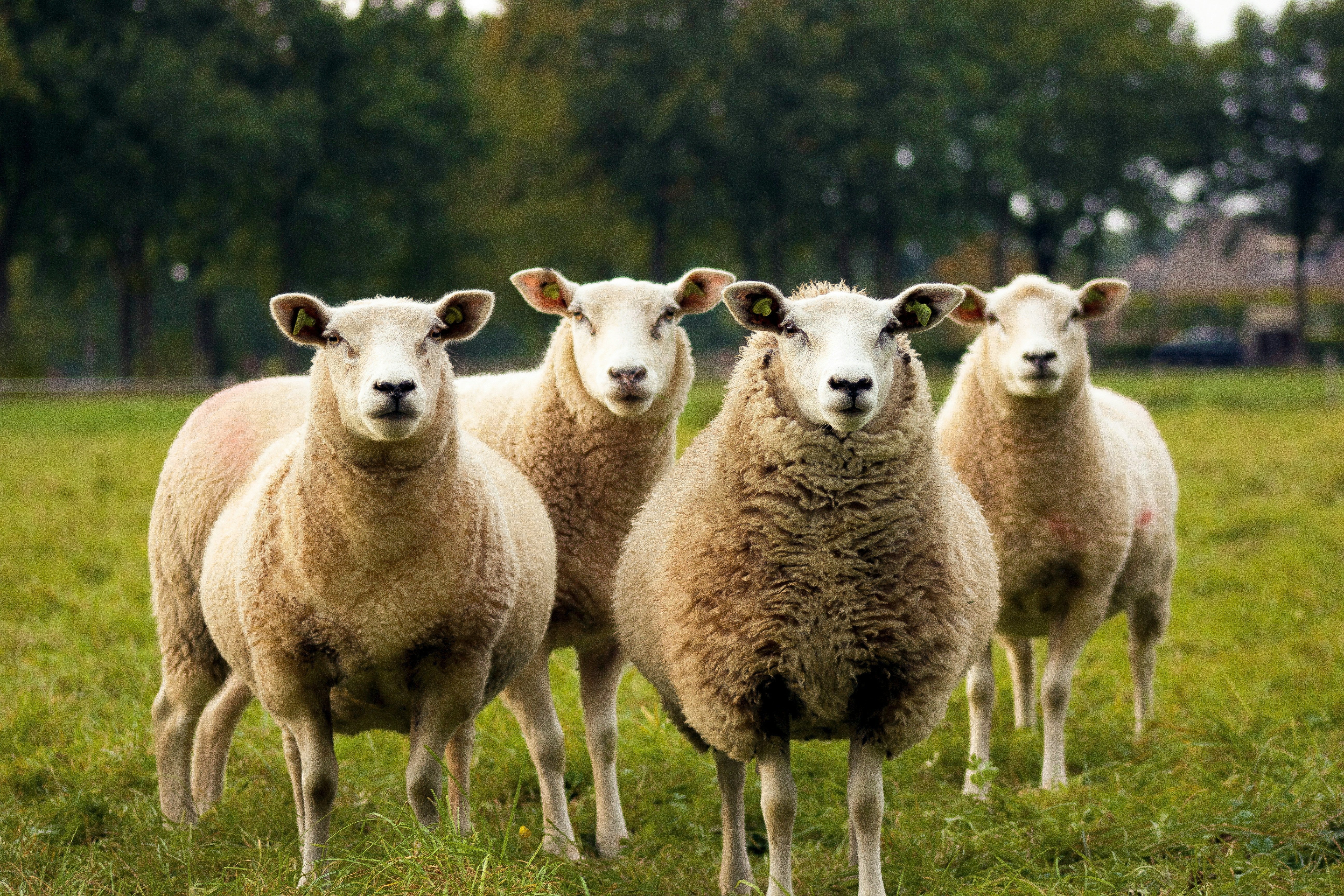 Can Halal Meat Be Organic?