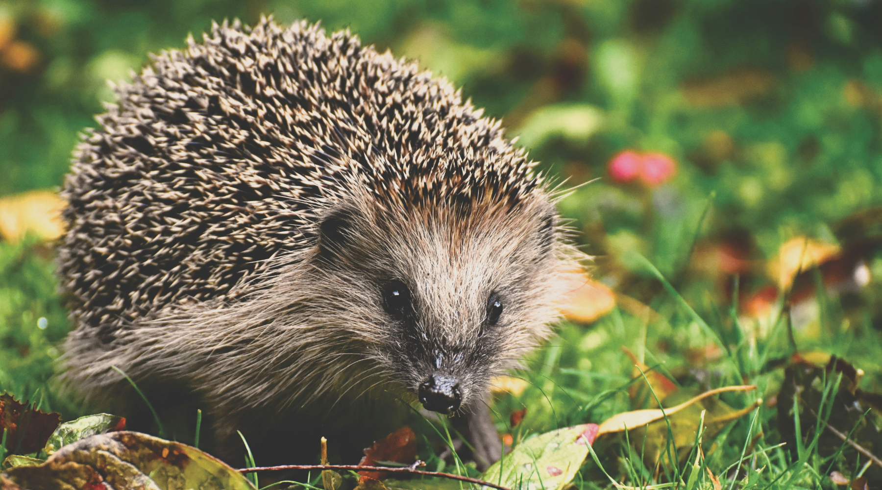 Make Your Garden A Hedgehog Haven