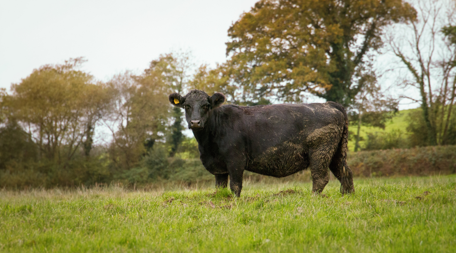 Grass Fed or Pasture For Life?