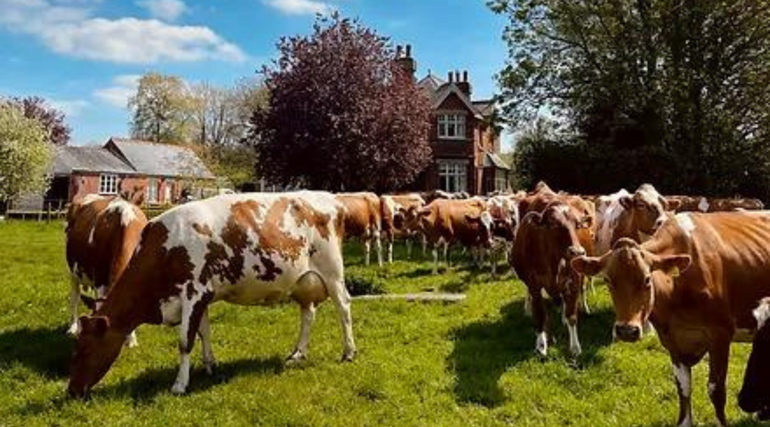 Meet The Supplier: Berkeley Farm Dairy