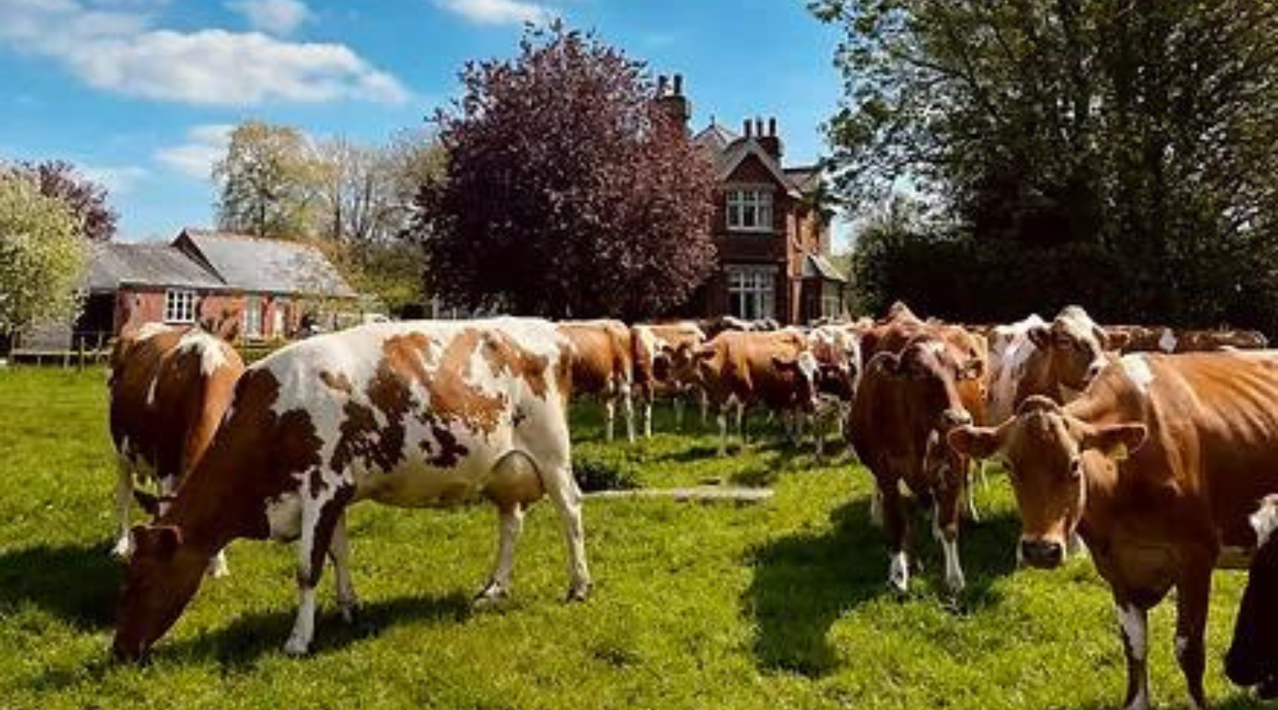 Meet The Supplier: Berkeley Farm Dairy