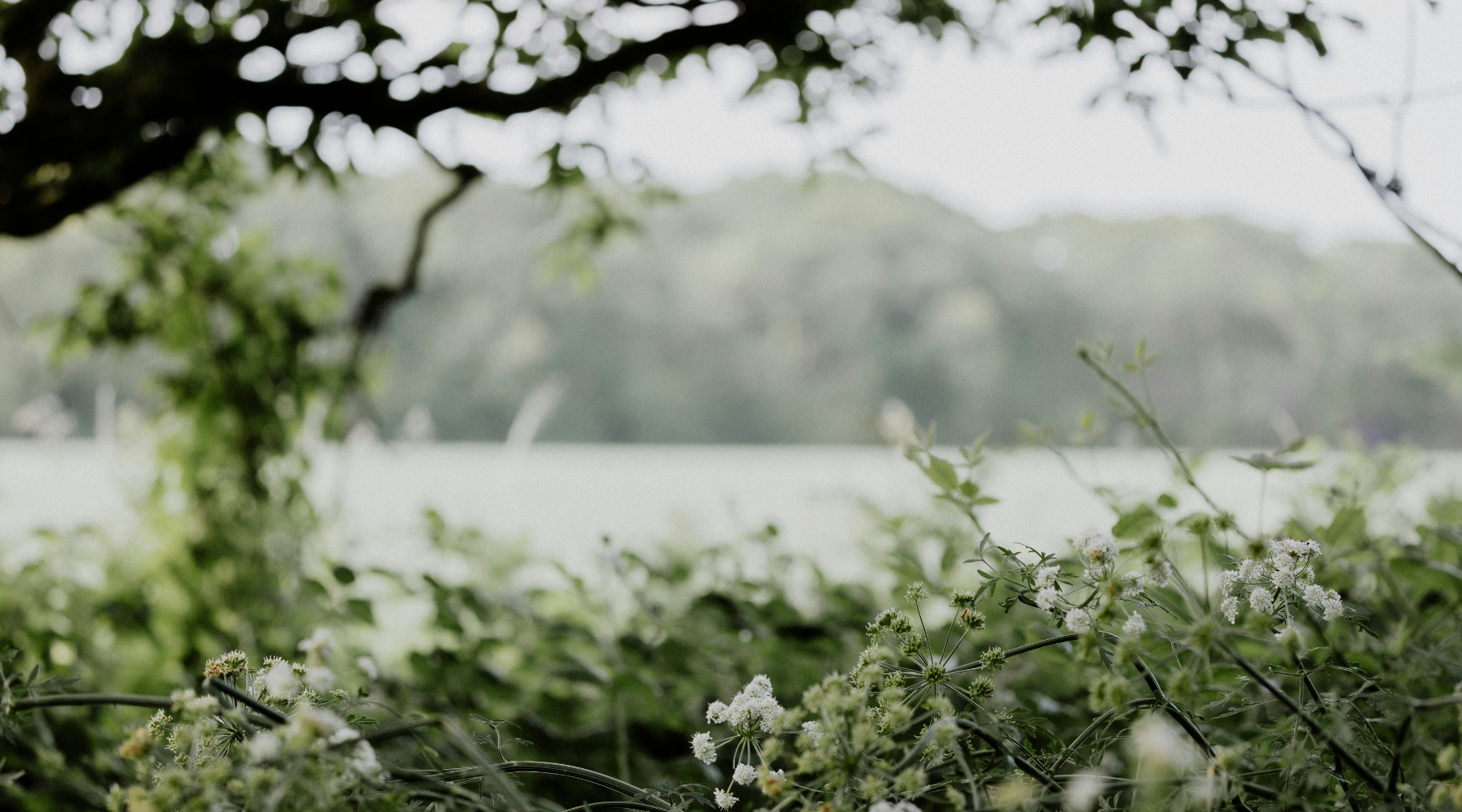 Hedgerows: The Green Veins Of Our Countryside