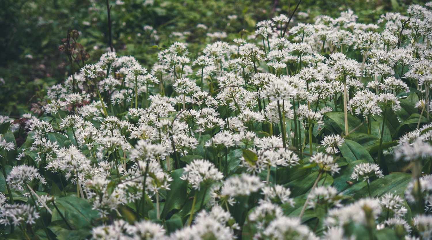 Wild Food: Wild Garlic