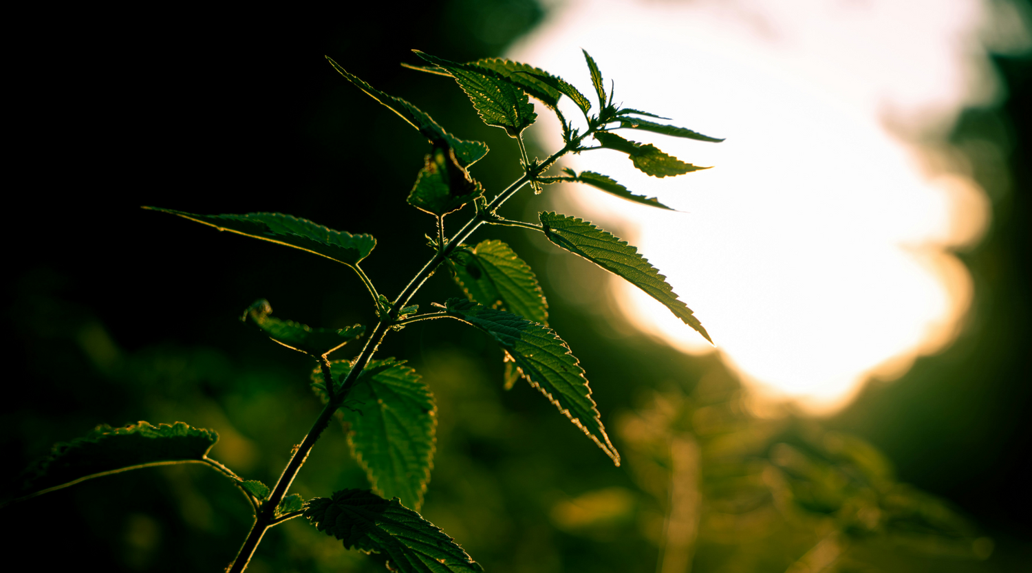 Wild Food: Nettles