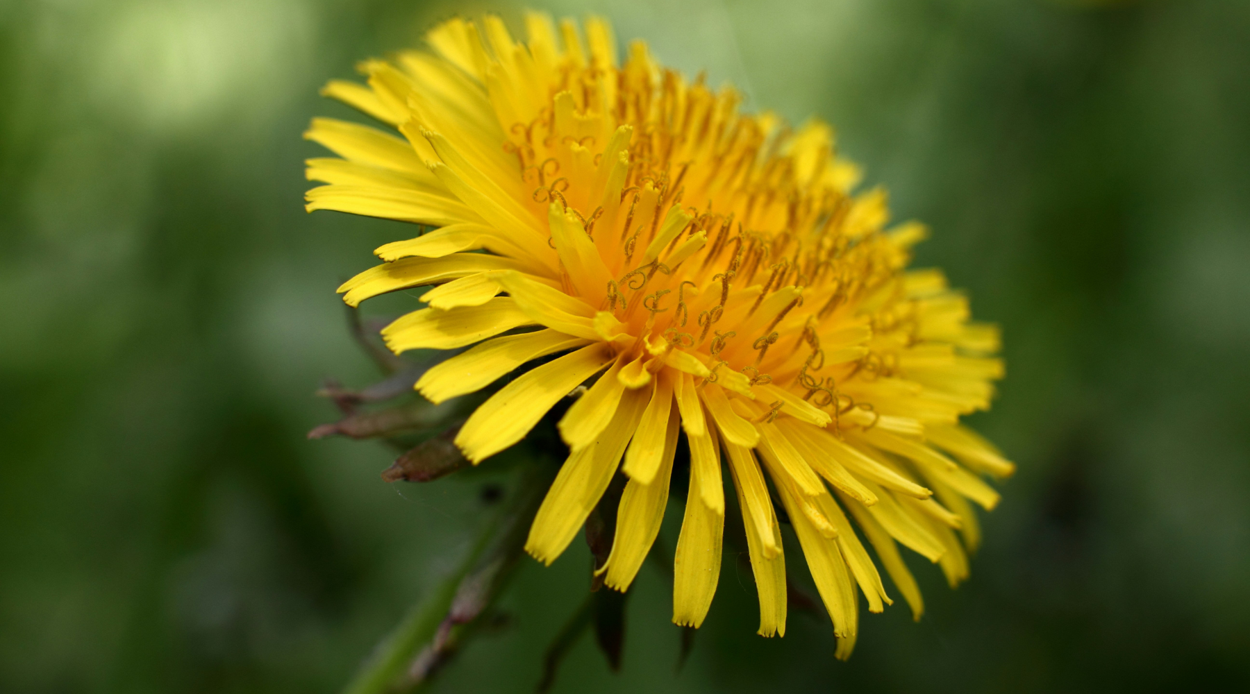 Wild Food: Dandelion