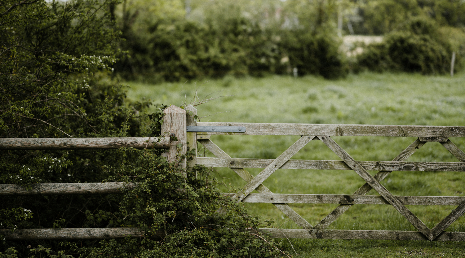 Wild Food: A Month of Foraging in Devon