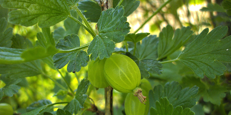 Gooseberry Galette