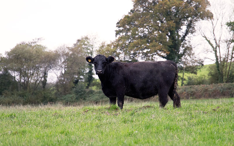 aberdeen angus grass fed beef, british beef week