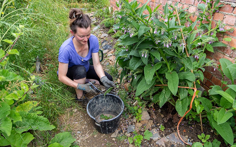 How to make comfrey fertiliser