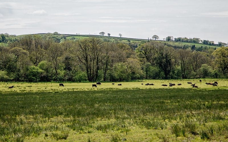 November is Buy Nothing New Month – For Us, It Means Buying Better