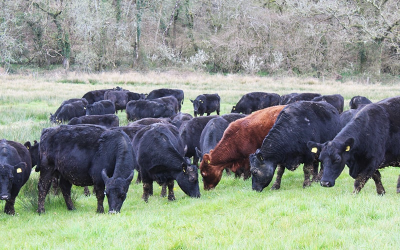 Are Aberdeen Angus grass-fed? organic beef online