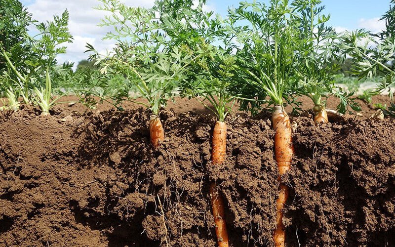 Great British Veg!