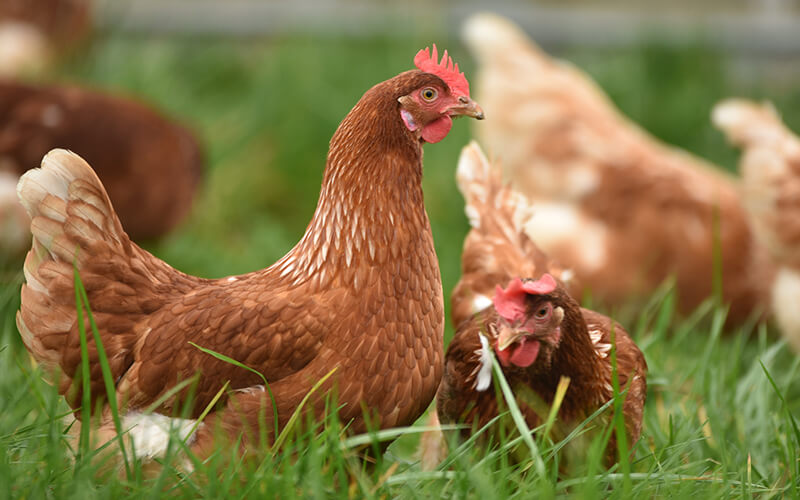 organic chicken 