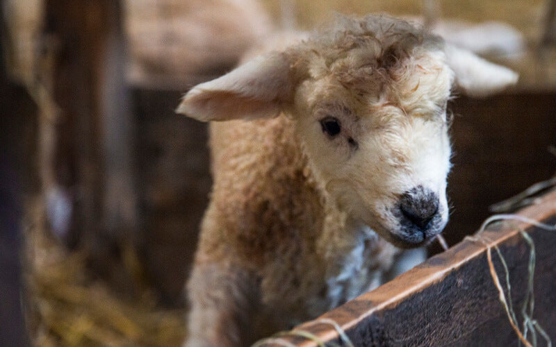 Organic Lamb Farm Devon