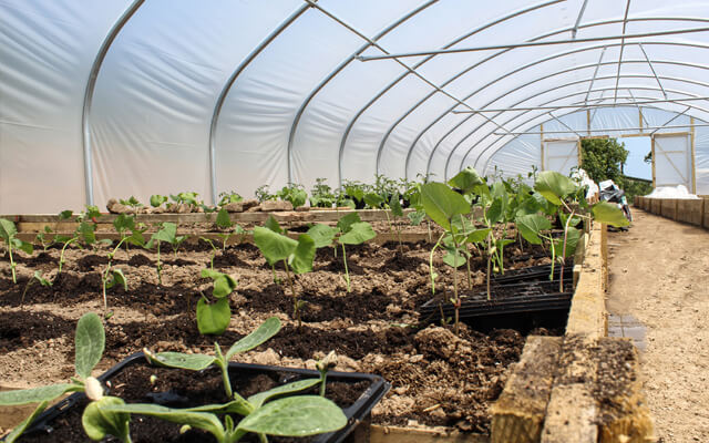 Updates From The Market Garden