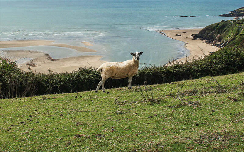 Organic Mutton - Eversfield Organic