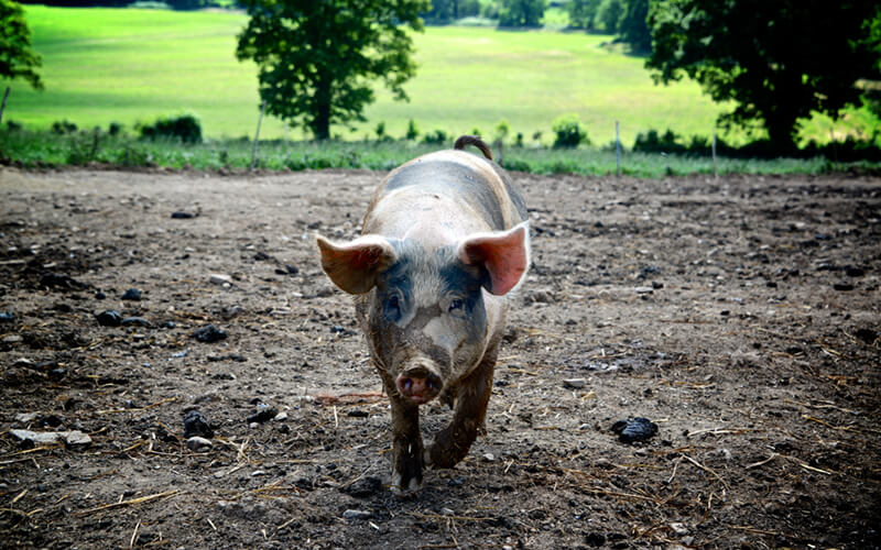 Why Go For Organic Pork?
