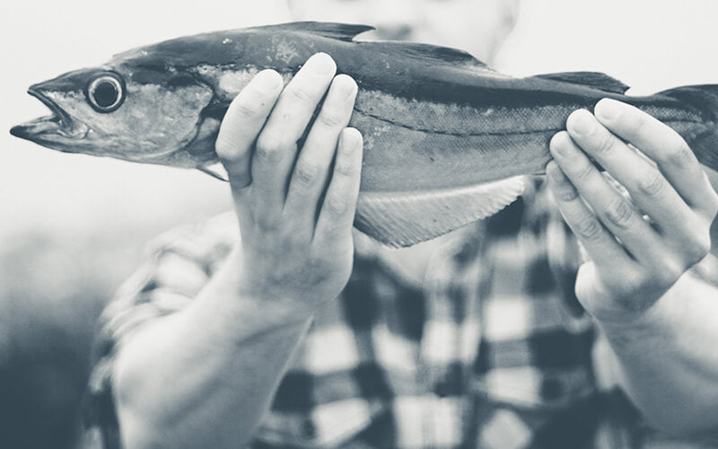 Well Actually Fish Wild, Sustainably Caught Fish from Eversfield Organic