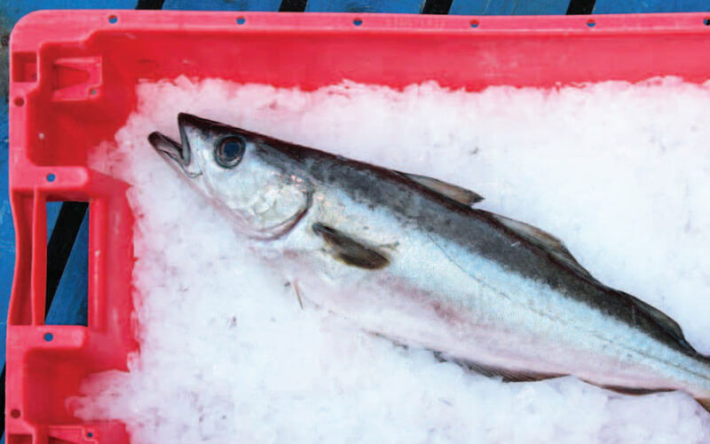 Sustainable fish from Eversfield Organic