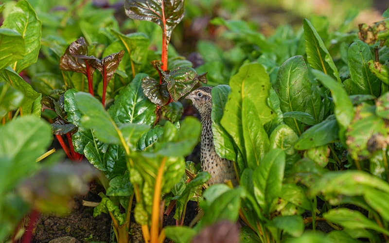 Market garden on Eversfield Organic farm 