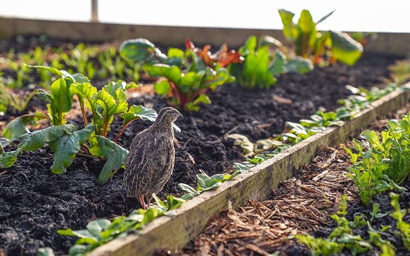 organically reared quail eggs from our organic farm market garden