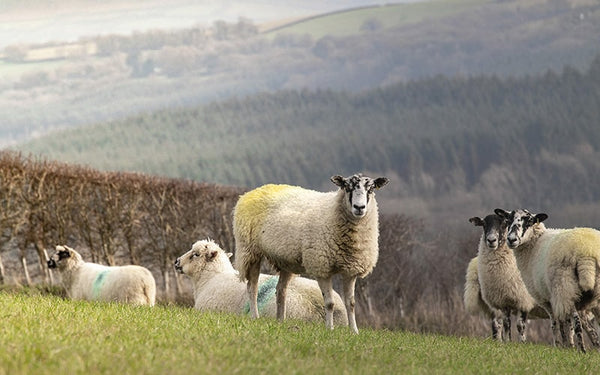 What is Organic Mutton? | Eversfield Organic | UK Delivery