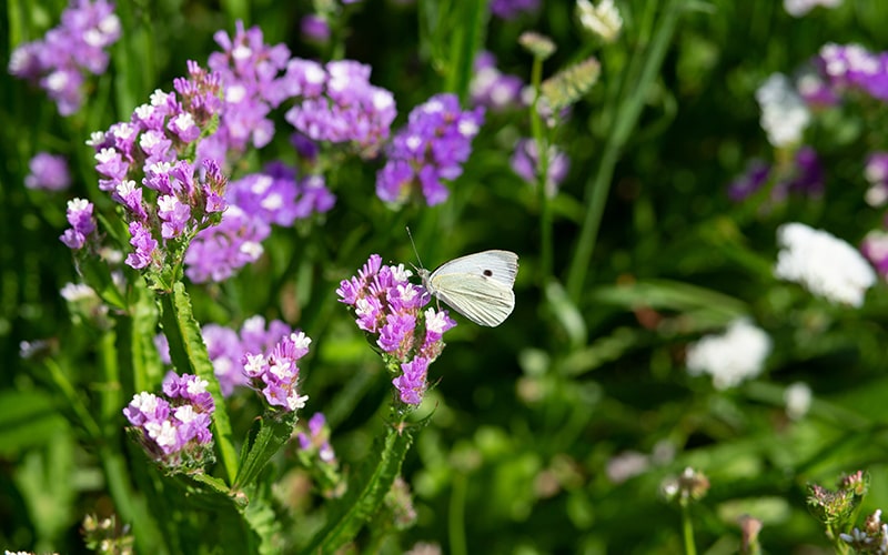 wildlife on organic farms across the uk for organic september