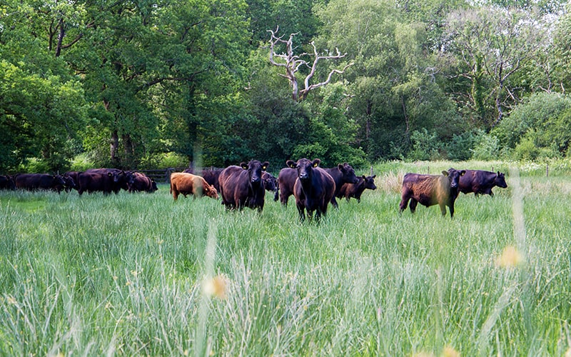 organic grass fed beef from organic farm in devon