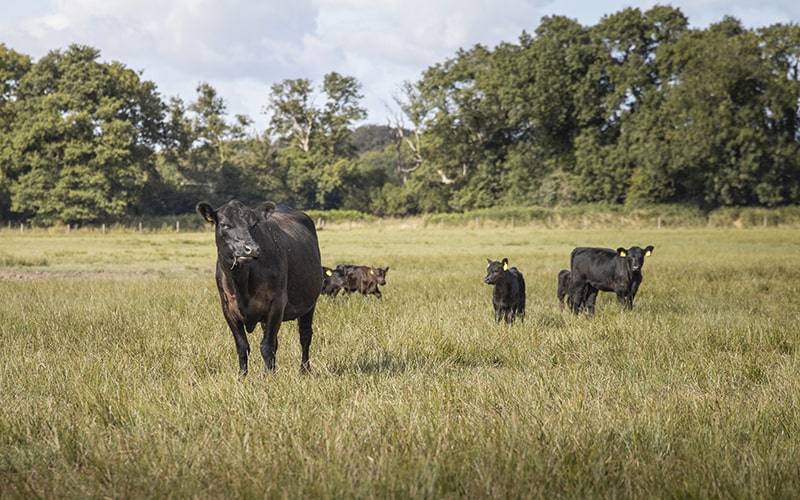 Eversfield Organic grass fed Aberdeen Angus