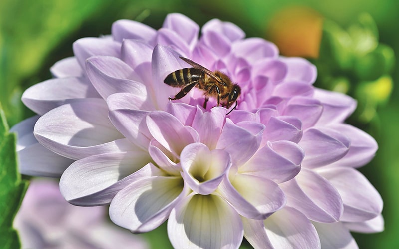 organic honey from honey bees on organic farms