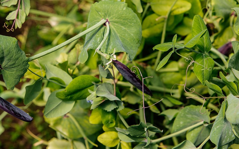 organic garden peas during great British pea week