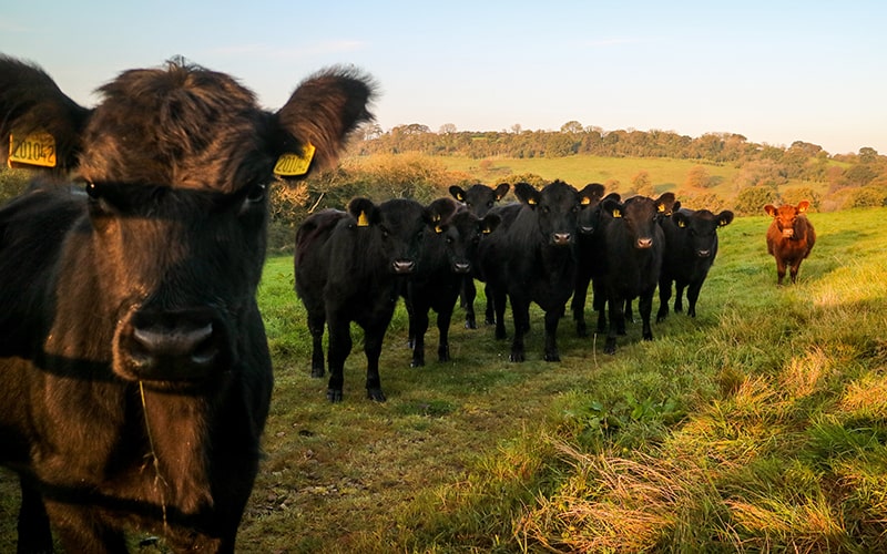 grass-fed organic meat from heritage aberdeen angus