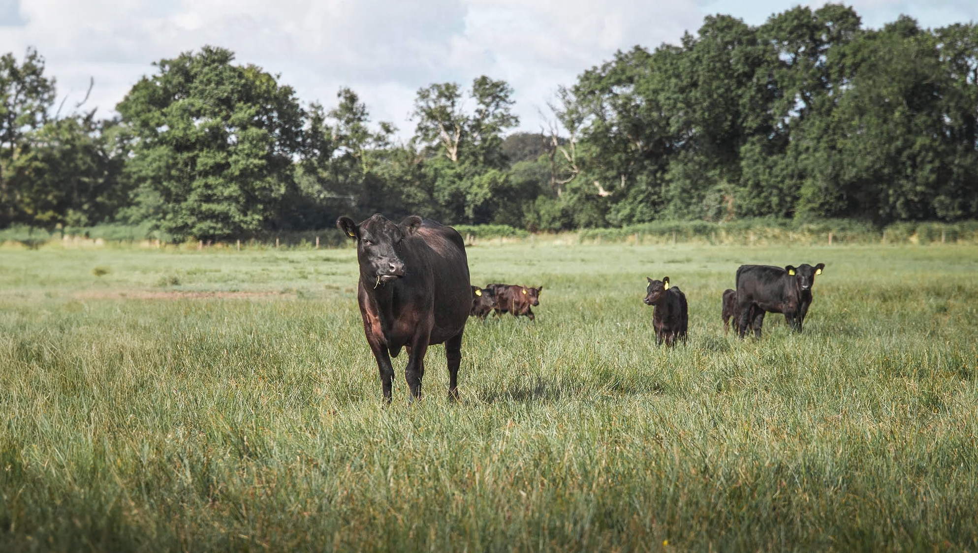 How Organic Can Help Achieve Food Security