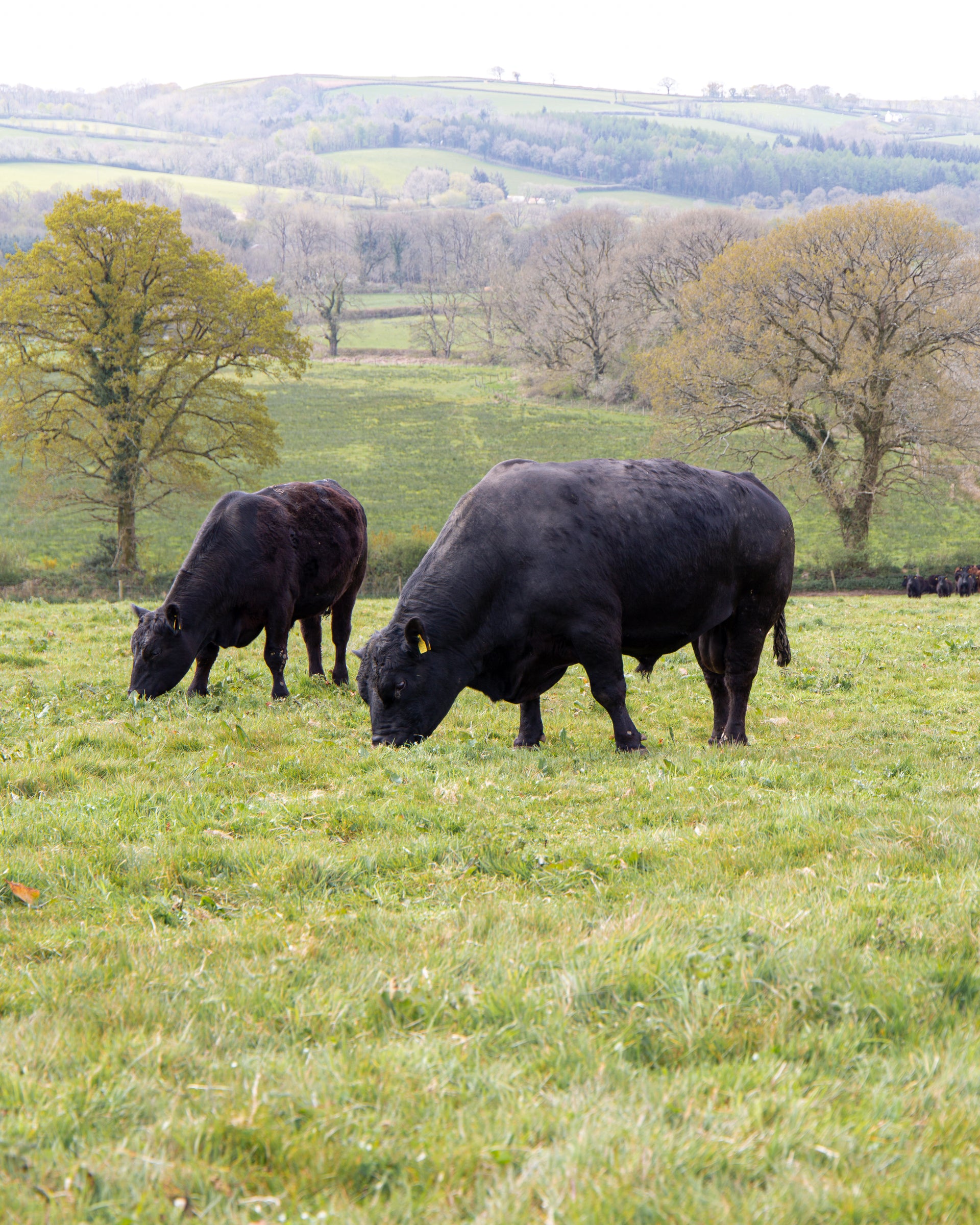 What is Grass Fed Beef? | Eversfield Organic | UK Delivery