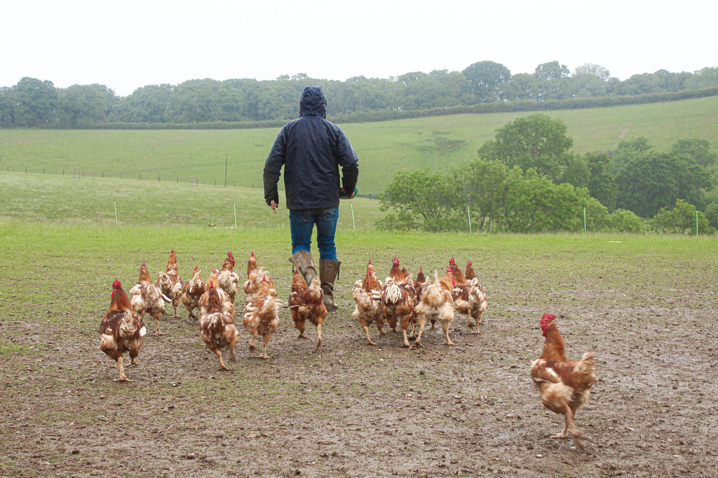 The Better Chicken Commitment: Progress, Pressure, and the Reality Beh