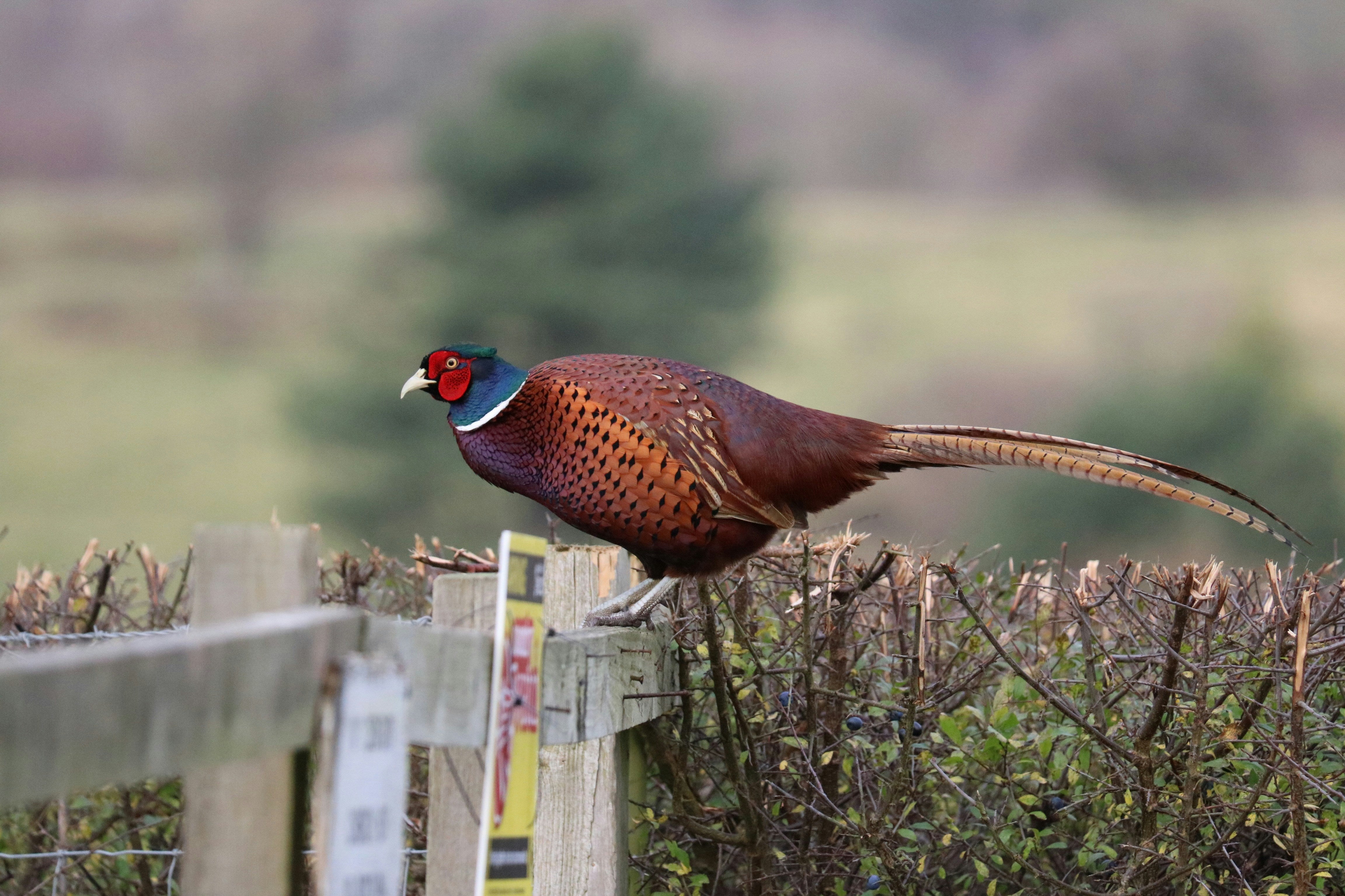 Wild, Seasonal and Sustainable