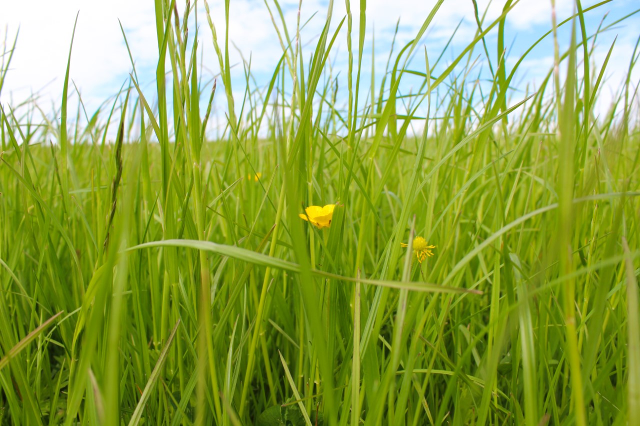 Our healthy grassland.