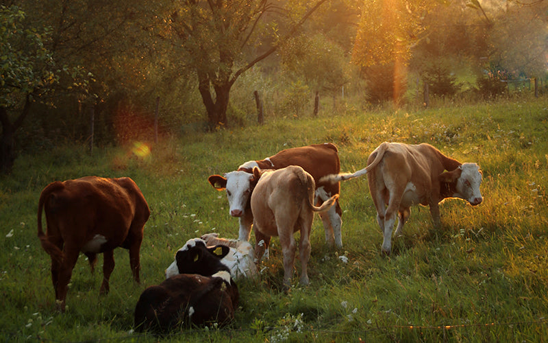 Why Choose Organic Dairy?